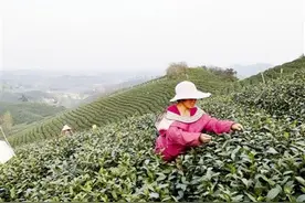 遭遇这场寒潮，咱娇嫩的毛尖新茶能受得了吗？ 专家、茶农：没事儿，还有好处！图片