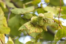 「知青往事」下乡东北采榛子图片