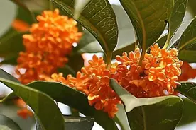 桂花黄叶怎么办？定期浇点“混合水”，十年不黄叶，越长越旺盛图片