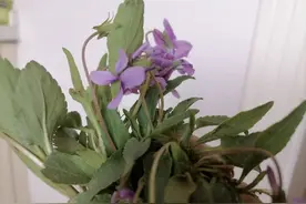 这野菜我家都是这样蒸着吃图片