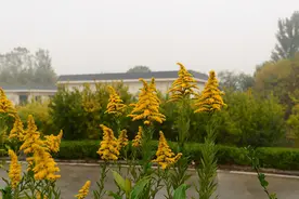 被全网“通缉”的黄花是何物？能吃吗？图片