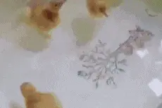 搞笑GIF:让孩子他爸去买几个洗澡用的小鸭子，结果就变成这样了图片