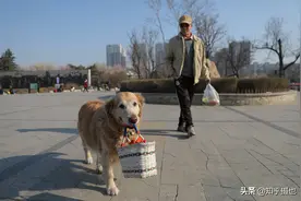 贴心金毛犬陪主人逛公园，化身提篮小助手图片