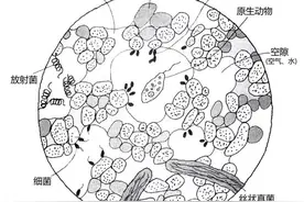 土壤基础知识讲座 （十三） 土壤是活的！图片