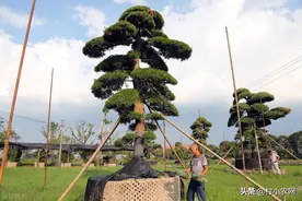 河南一棵牡丹卖了20万！农村这5种花草赶紧养起来，越养越值钱图片