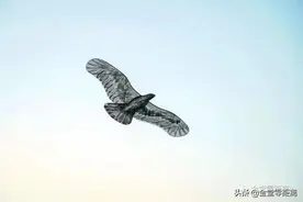 金堂“盘鹰”第一人！他想带着这只鹰站上奥运舞台图片