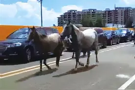 海口江东新区出现马群奔跑？交警：机动车道上禁止骑马，造成堵塞可处罚图片