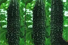 农村种植苦瓜的新品种叫"黑苦瓜"，栽培时掌握四个要点就可高产了图片
