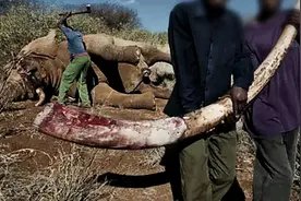 不让长象牙就胎死腹中！非洲公象这种致命基因，人类竟然也有图片