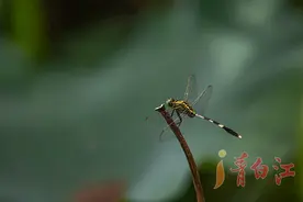 夏末秋初，池塘边那些飞舞的蜻蜓图片