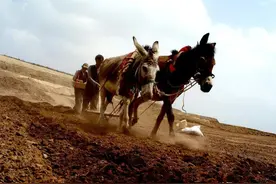 小麦耕地是旋耕好？还是深耕好？生产实践告诉你图片