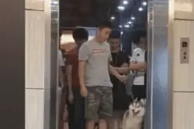 主人带二哈坐电梯却显示超重，随后二哈的逆天操作，把主人看蒙了图片