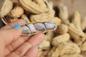 花生一窝几粒种子最好？怎样促进多结果？这些小技巧可不能不掌握图片