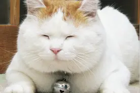 撸猫有风险！女白领抱猫睡觉竟染“猫病”视频封面