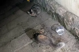 江苏女子在小区楼下拍了一组图引热议，称两次在楼下见到果子狸图片