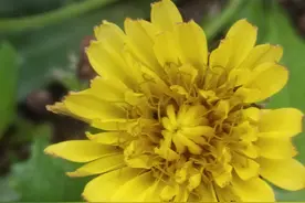 蒲公英花及花语图片