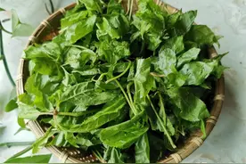 5月，东北吃这个山野菜正当时，清香鲜嫩，吃它睡眠好图片
