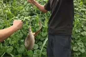 广西一水库，底下全是这种“蟒蛇鱼”，钓鱼人：比罗非鱼还凶残图片