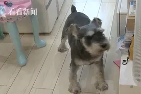 哭笑不得！男子入室盗窃，宠物狗全程安静围观，主人：再养一只会看家的图片