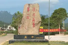 年收入五千万！“广西盆景第一村”在平南图片