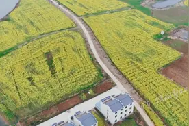 万亩油菜花开 光山仙居拉开赏花季序幕图片