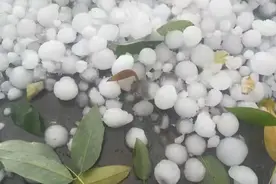 苹果遭遇“中秋劫”：大量苹果被砸坏，一斤3元变成了一斤3毛图片