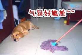 金毛被吸尘器吓得尿了一地，主人彻底无语，场面好尴尬！视频封面
