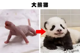你可能没有了解过的10种超可爱的新生儿动物图片