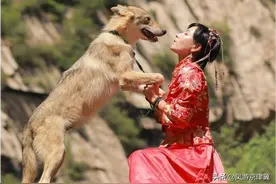野三坡有条“野狼谷”，昔日女模特变身驯狼师图片