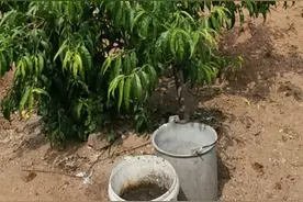 桃树套袋前的用药方案图片
