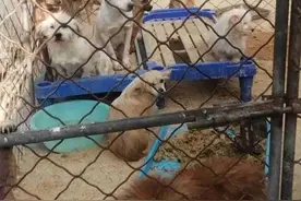 负债收养1726只流浪狗老太回应“被骂神经病”：我都想找个地哭去图片