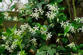 爬藤植物“风车茉莉”，一埋一晒一牵引，开出“花墙”，满屋飘香图片