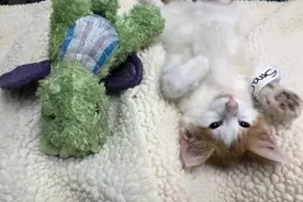 主人带猫做绝育，它最爱的玩偶陪着，结果玩偶也被“绝育”了图片