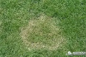 园林病害预警｜高温天气草坪病害的发生与防治图片