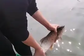 男子河边放生大鱼，竟被这条鱼感动得不行，男子：它向我点头致谢图片