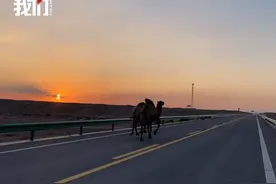 记者傍晚重走阿拉善车祸公路：常见骆驼跟车奔跑，将增设移动测速监控图片