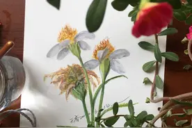 手绘民间最常见的草药之鬼针草图片
