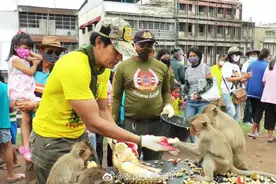 人不如猴系列！泰国男星运大批水果请猴子吃大餐图片