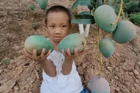 芒果采摘后要想来年丰产，关键在这二步，手把手教你修枝、除病害图片