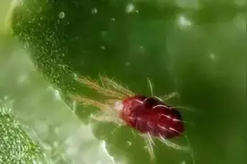虫害最全用药方法，再也不用问人了图片