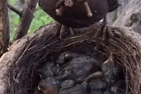 母鸟喂完食的这一个动作，感动的让人泪目！图片