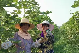 从无果村到水果特色产业镇，商河殷巷：让每个村民都成为股东图片