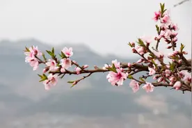 3月份新机不断，但买手机千万别跟风，目前这几款最有优势图片