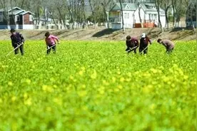 【FENG景】王佐镇怪村200亩油菜花将进入盛花期！图片