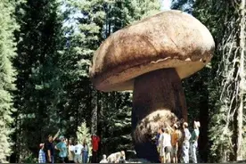 地球上最大的生物，竟然是一株蘑菇：活了2800年，占地10平方公里图片