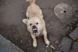 狂犬病发作太可怕，致死率100%！这些救命知识，一定要早知道图片