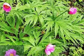 四川牡丹是西南牡丹群中的珍稀品种，数量稀少，亟需保护图片