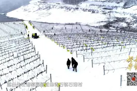 东北人才懂雪地里冰葡萄到底是啥味。这拔凉拔凉的葡萄你敢吃吗？图片