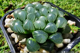 养不好多肉？那是你没选对！试试十二卷图片