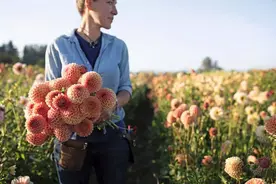 不为人知的大丽花（上）图片